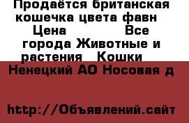 Продаётся британская кошечка цвета фавн › Цена ­ 10 000 - Все города Животные и растения » Кошки   . Ненецкий АО,Носовая д.